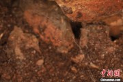 秦皇岛江西发现蜘蛛新物种 为研究呵叻蛛属适应区域提供依据