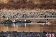 秦皇岛歙县完成安徽首个县域生物多样性调查 共记录物种近4千种